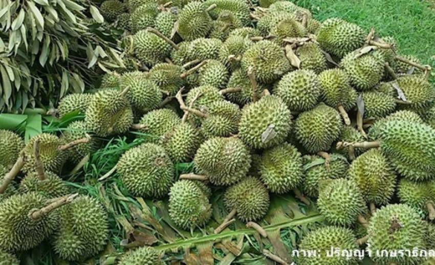 พายุฤดูร้อนถล่มเมืองจันท์ สวนทุเรียนเสียหายหนัก