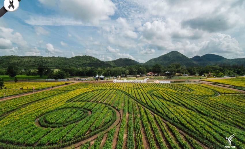 “ทุ่งดาวเรืองรวมใจภักดิ์” ทุ่งเลข ๙ ใหญ่ที่สุดในประเทศไทย