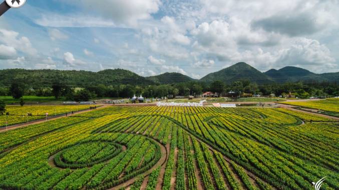 “ทุ่งดาวเรืองรวมใจภักดิ์” ทุ่งเลข ๙ ใหญ่ที่สุดในประเทศไทย