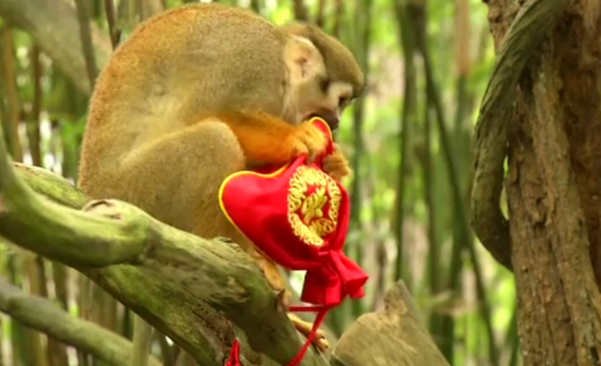 สวนสัตว์สิงคโปร์มอบอั่งเปาให้แก่ลิง ต้อนรับเทศกาลตรุษจีนปีวอก