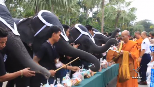 ช้าง 9 เชือกจากสวนนงนุชร่วมทำบุญตักบาตรถวายเป็นพระราชกุศล