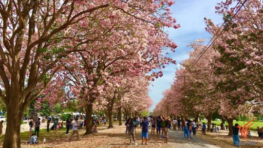ประชาชนแห่ชมความสวยงาม "ดอกชมพูพันธุ์ทิพย์" ที่ ม.เกษตรฯ กำแพงแสน