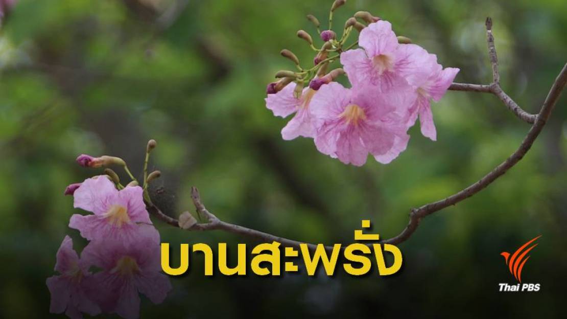 "ดอกชมพูพันธุ์ทิพย์" บานแล้ว