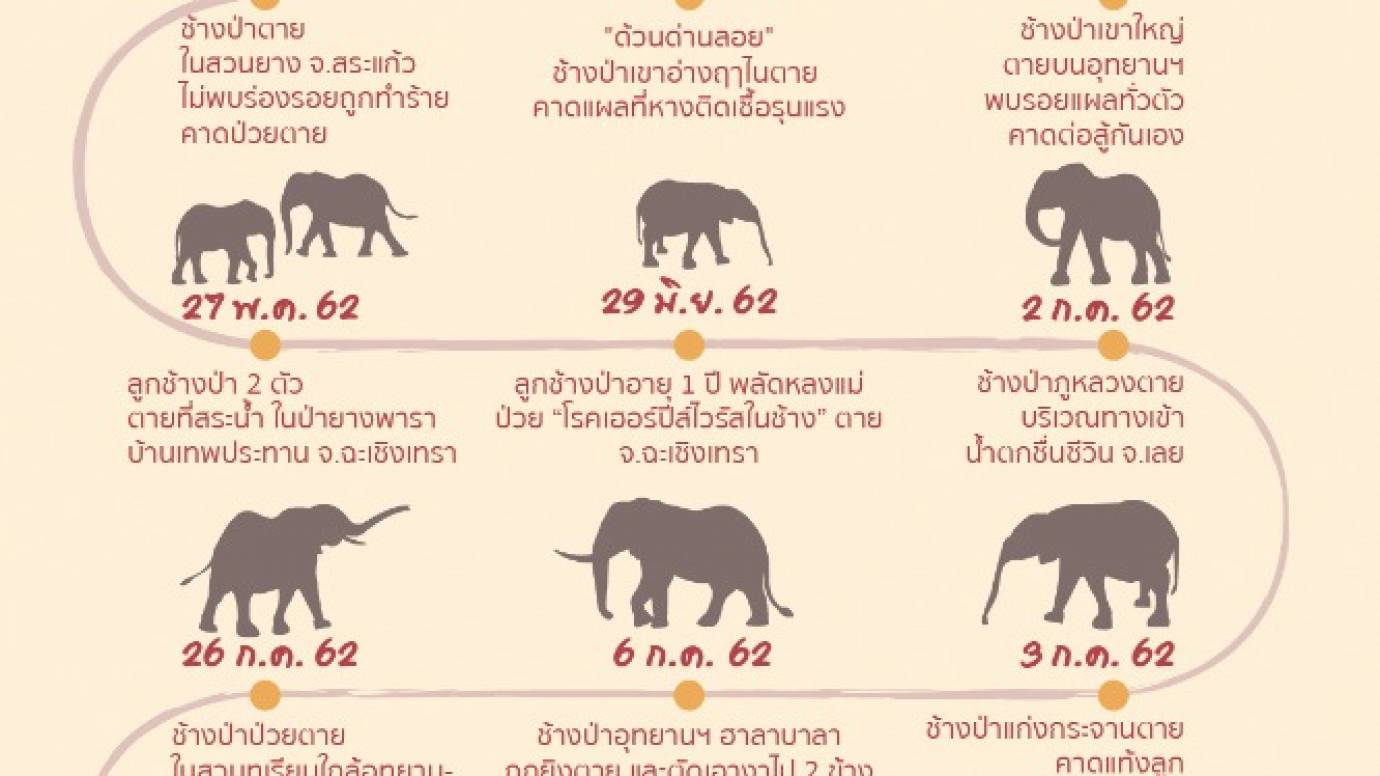 10 เดือน สูญเสียแล้ว 27 ช้างป่า