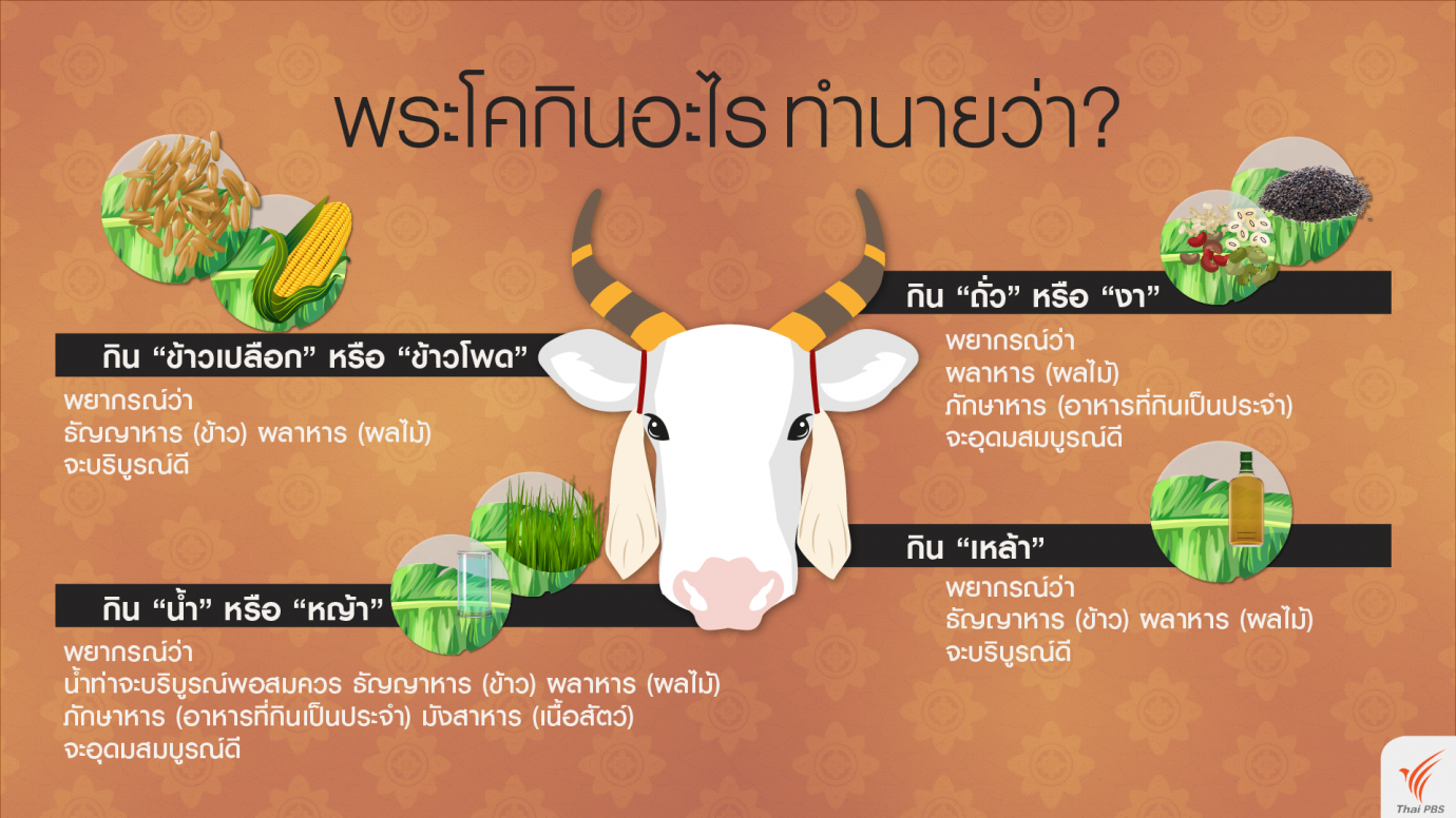 พระโคกินอะไรทำนายว่า?