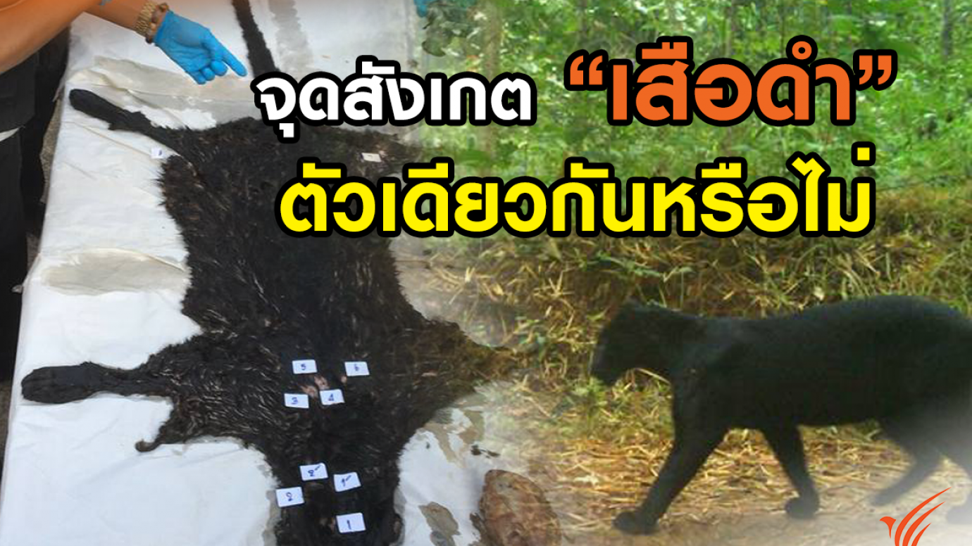 จุดสังเกต "เสือดำ" ตัวเดียวกันหรือไม่