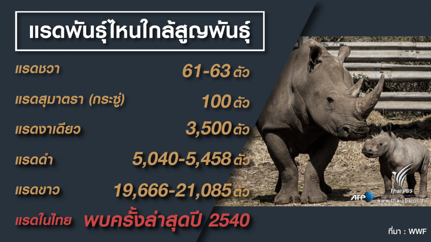 แรดพันธุ์ไหนใกล้สูญพันธุ์