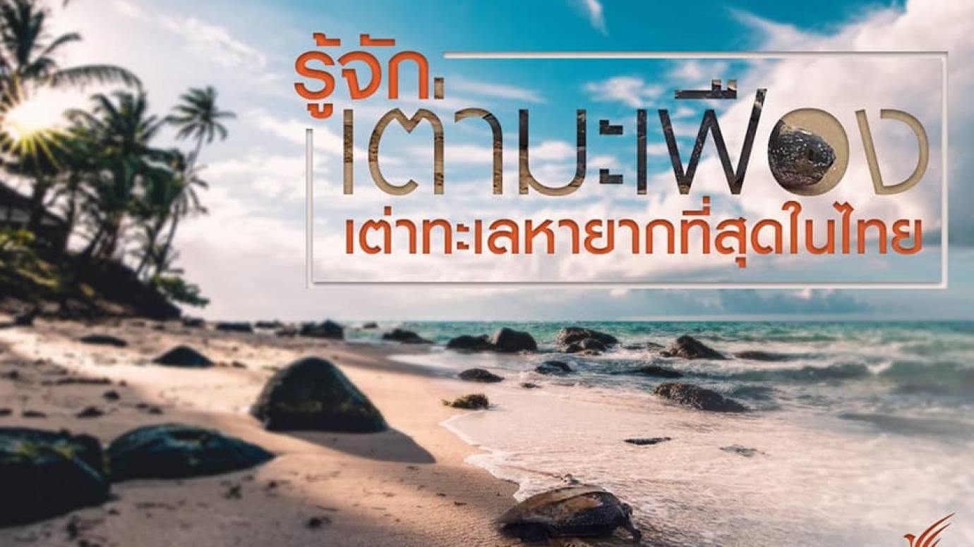 รู้จัก "เต่ามะเฟือง" เต่าทะเลหายากที่สุดในโลก