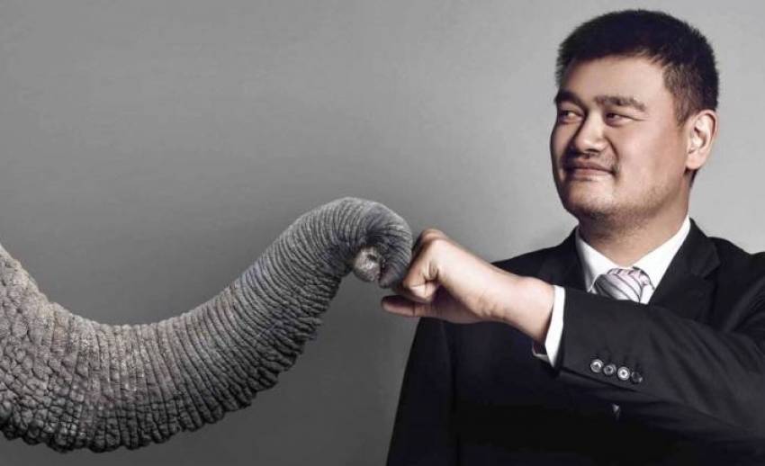 "เหยา หมิง" รณรงค์ซื้อ-ขายงาช้างผิดกฎหมายในจีน