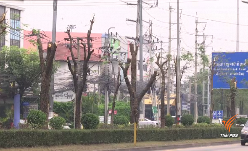 ตั้งข้อสังเกตย้ายต้นไม้ 400 ต้น สร้างรถไฟฟ้าสายแคราย-มีนบุรี