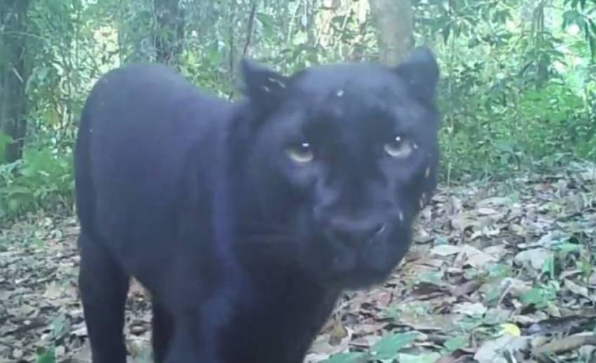 รู้จัก "เสือดำ" แห่งป่าทุ่งใหญ่นเรศวร-ห้วยขาแข้ง มี 130 ตัว 