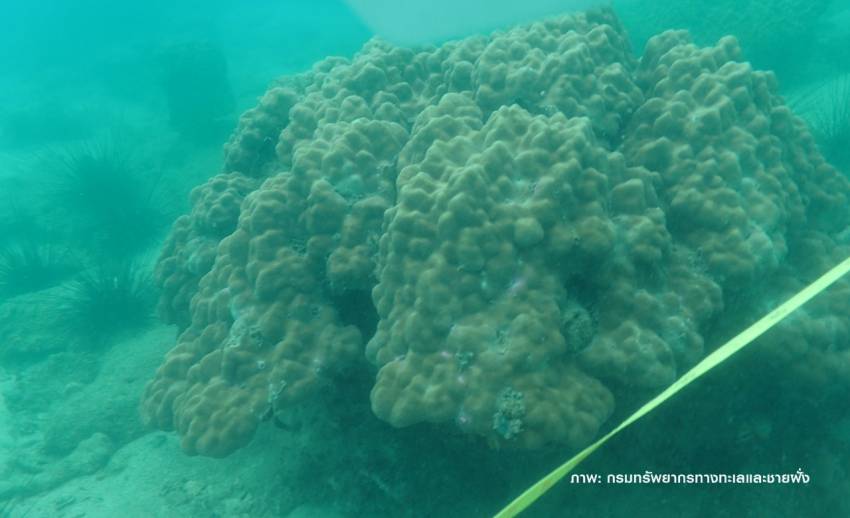 ข่าวดี ปะการัง" อันดามัน"เริ่มฟื้นตัวจากฟอกขาว 