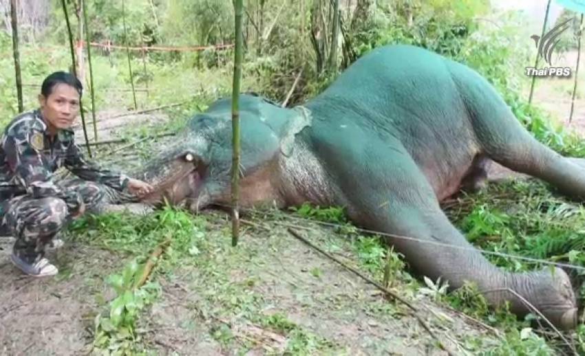 ช้างป่าถูกไฟช็อตล้ม จ.จันทบุรี - จ่อเอาผิดเจ้าของสวนยางปล่อยกระแสไฟเกินกำหนด