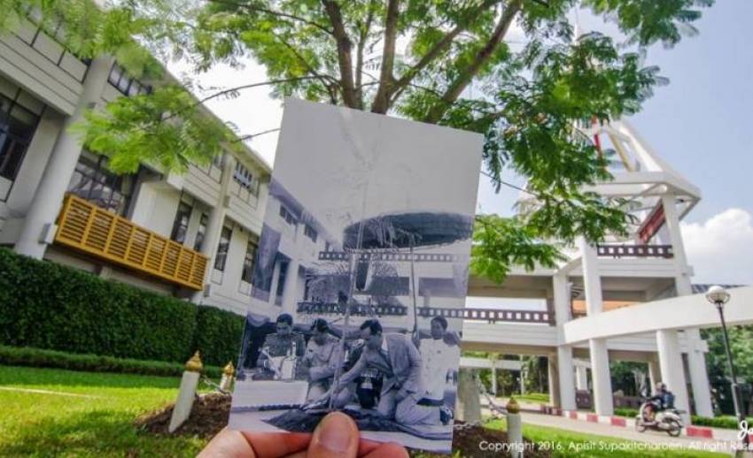 เพาะเนื้อเยื่อ “ต้นไม้ทรงปลูก” ในรัชกาลที่ 9 ส่งต่อความรักจาก “พ่อ” ให้คนไทยปลูกต้นไม้ด้วยหัวใจ