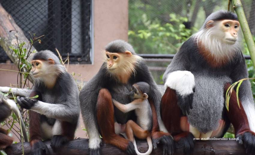 "ลูกค่างห้าสี" สัตว์ป่าหายากที่สุดในโลกเกิดที่สวนสัตว์เปิดเขาเขียว 