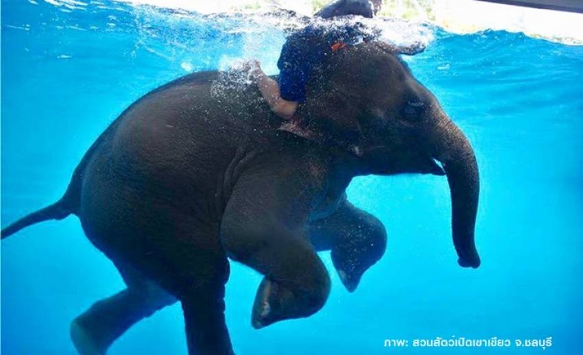 ชมความน่ารัก “ช้างว่ายน้ำ”สวนสัตว์เปิดเขาเขียว