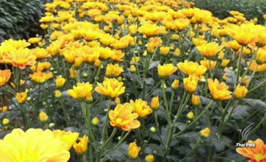 "โครงการหลวง "คัดดอกไม้สีเหลือง 3 สายพันธุ์ ประดับพระเมรุมาศ
