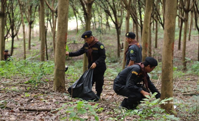 "พิษณุโลก" แชมป์สวนยางพารารุกป่าสงวน 1.58 แสนไร่