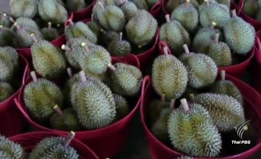พาณิชย์-เกษตร หารือจัดระเบียบทุเรียนชุบสารเหลือง หลังถูกผู้บริโภคจีนร้องเรียน