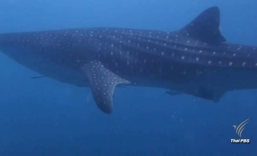 “ฉลามวาฬ” ยาวกว่า 5 เมตรโผล่อวดโฉมครั้งแรกทะเลตรัง