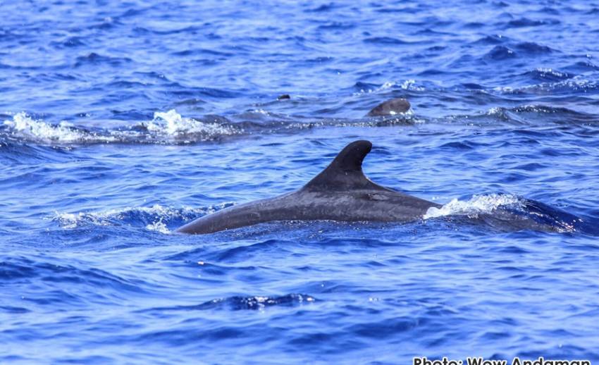 ฮือฮาฝูงวาฬเพชฌฆาตดำ 30  ตัวโผล่เกาะสิมิลัน ทช.ชี้ทะเลไทยสมบูรณ์ขึ้น