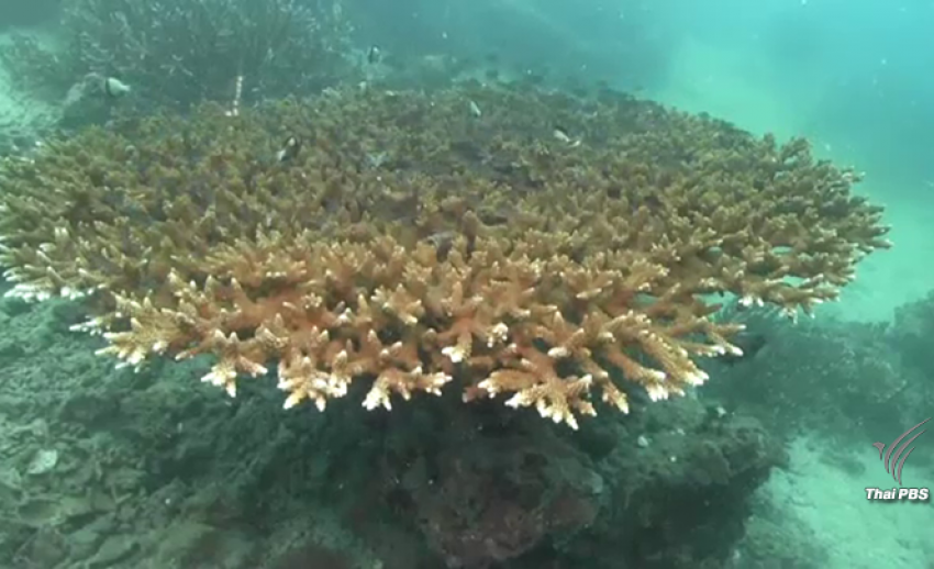 ข่าวดี “ปะการังเกาะยูง”ฟื้นตัวหลังปิดกิจกรรมการท่องเที่ยว