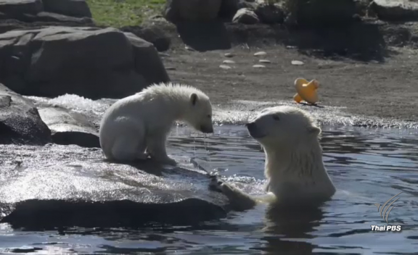 เปิดตัว “ลูกหมีขั้วโลก” ซุกซน น่ารัก - สวนสัตว์โคลัมบัสชวนตั้งชื่อ