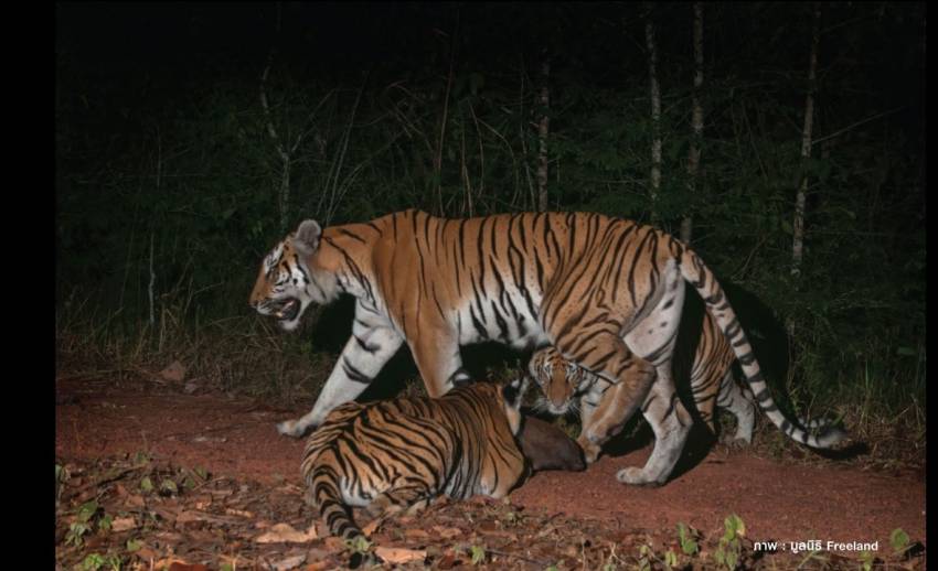ข่าวดีในรอบ 15 ปี พบเสือโคร่งในกลุ่มป่ามรดกโลกดงพญาเย็น-เขาใหญ่