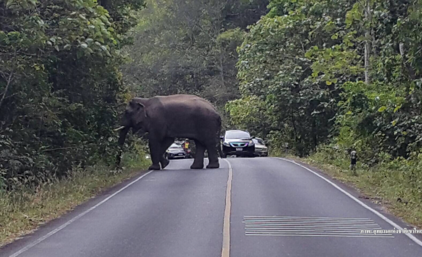 ตรวจกล้องตามล่านักท่องเที่ยวซิ่งรถเก๋งยั่ว "ช้างเขาใหญ่" แจ้งเอาผิด