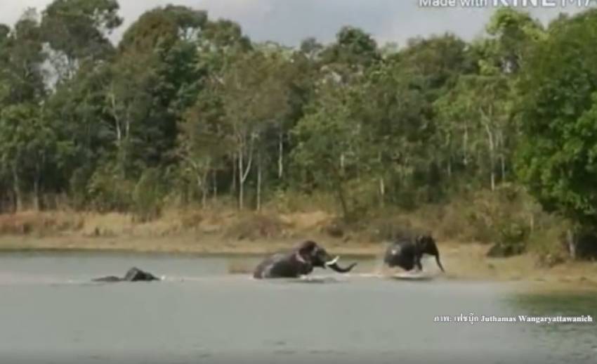 ระทึกภาพ "ช้างชนช้าง" กลางอ่างเก็บน้ำบนอุทยานแห่งชาติเขาใหญ่ 