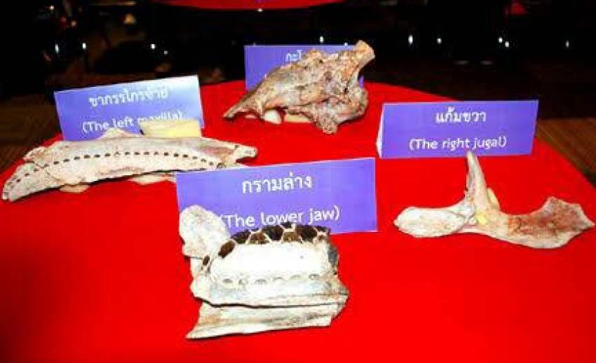 ขึ้นทะเบียนซากไดโนเสาร์พันธุ์ใหม่โลก "สิรินธรนา โคราชเอนซิส" อายุ 100 ล้านปี