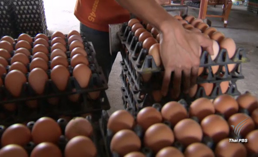 “ไข่ไก่” ราคาตก ชงเสนอนายกรัฐมนตรี ปรับโครงสร้างการผลิต