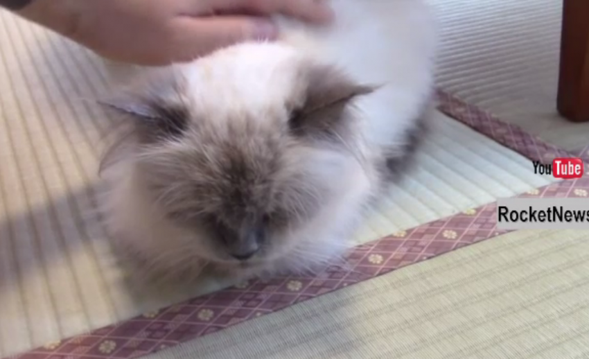 คาเฟ่แมวในญี่ปุ่นเตรียมระดมทุนสร้างเกาะสำหรับแมว 