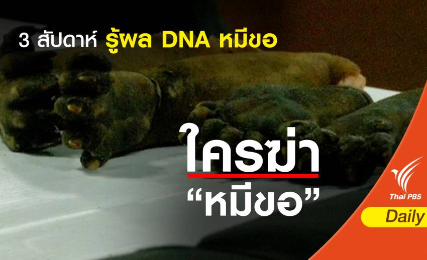 3 สัปดาห์รู้ผล DNA หมีขอจากป่าไทรโยค