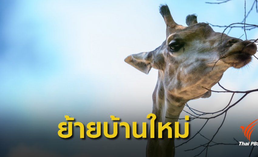 เปิดรายชื่อสัตว์ป่า "เขาดิน" 897 ตัวย้ายไปอยู่บ้านใหม่