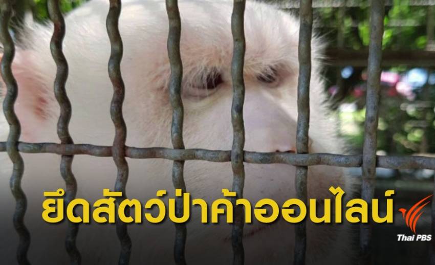 "ชุดเหยี่ยวดง" บุกยึดสัตว์ป่าคุ้มครองกว่า 20 ตัว