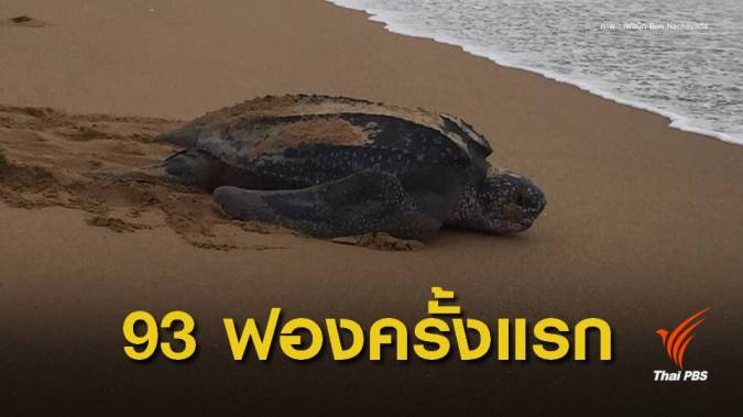 ครั้งแรกในรอบ 5 ปีพบ"เต่ามะเฟือง" วางไข่ชายหาดเขาหลัก