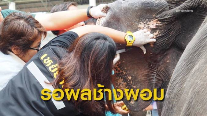 ยังต้องรอผลตรวจสุขภาพ "ช้าง-ม้า" ลักษณะซูบผอมในสวนสัตว์ดัง