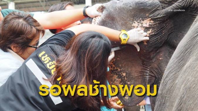 ยังต้องรอผลตรวจสุขภาพ "ช้าง-ม้า" ลักษณะซูบผอมในสวนสัตว์ดัง