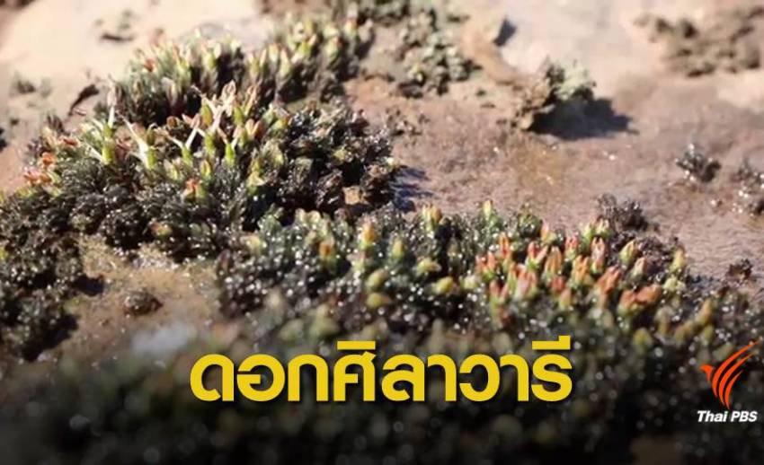 อวดโฉมแล้ว “ดอกศิลาวารี” หาชมยากที่น้ำตกแก่งจูงนาง