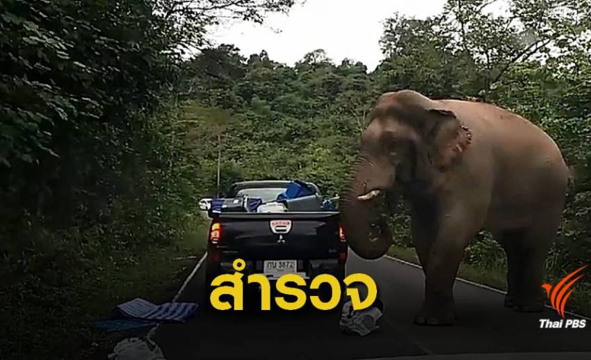  10 ข้อปฏิบัติเมื่อเจอช้างป่าบนถนนเขาใหญ่ 