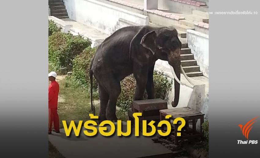 กรมอุทยานฯ พร้อมตรวจสวนสัตว์ดังโชว์ช้าง-ม้าผอมโซ
