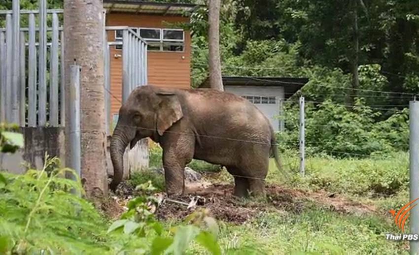 ข่าวเด่น 2561 : ช้างป่ากับความเดือดร้อนของชุมชนใกล้ป่า