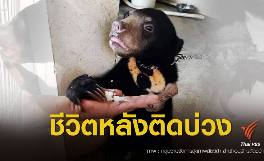 พิษบ่วงแร้ว EP.1 ตัดขาแลกชีวิต “เจ้าวันเด็ก” หมีหมาเหยื่อบริสุทธิ์