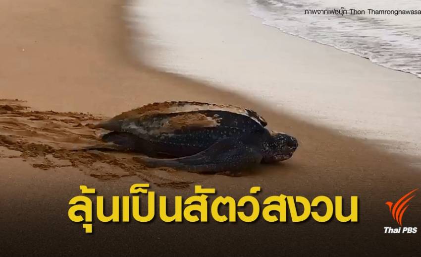 ลงนามปฏิญญาอนุรักษ์เต่าทะเลฯ ผลักดันขึ้นบัญชี "เต่ามะเฟือง"