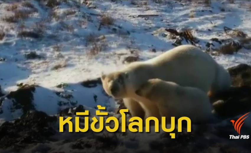 วิกฤตโลกร้อน! รัสเซียประกาศภาวะฉุกเฉิน "หมีขั้วโลก" บุกเมือง