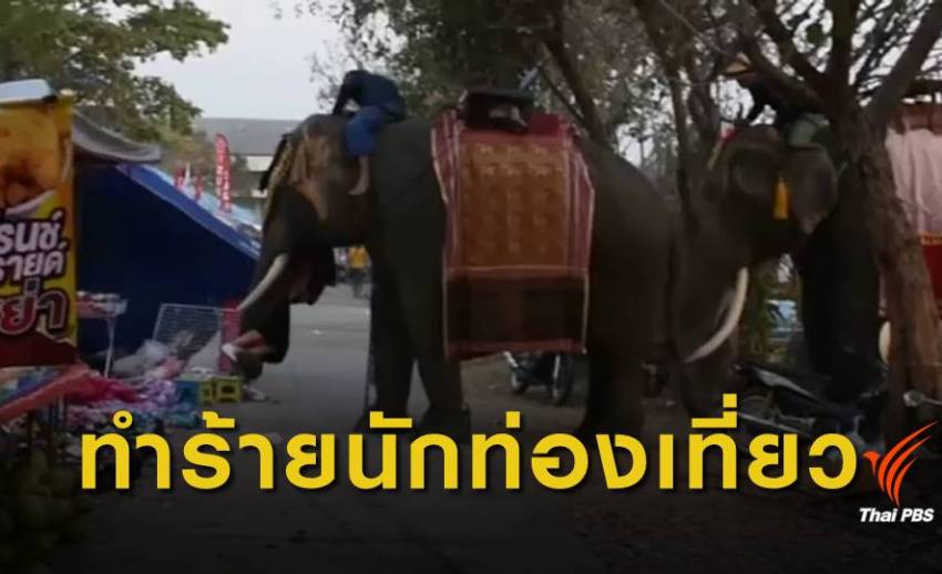ระทึก! ช้างทำร้ายเด็ก 19 ปี กลางงานเทศกาลเมืองสุรินทร์