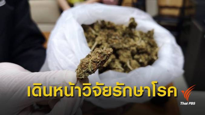 อภ.รับมอบกัญชาของกลาง 100 กก. เดินหน้าวิจัยทางการแพทย์