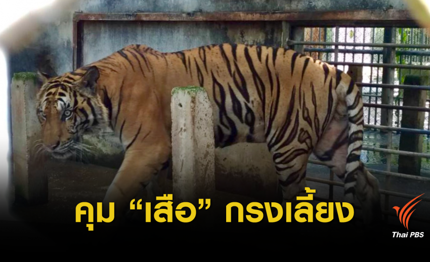 วิกฤต "ไซเตส" จับตาฟาร์มเสือไทยแหล่งค้า 