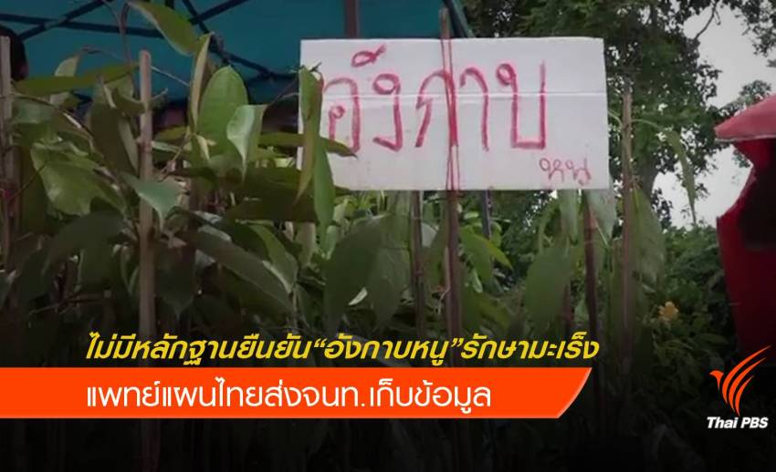 กรมการแพทย์ฯยังไม่มีหลักฐานยืนยัน "อังกาบหนู" รักษามะเร็ง